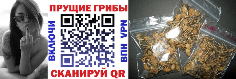 Псилоцибиновые грибы GOLDEN TEACHER  Курильск 